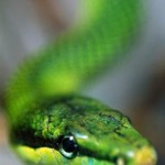 Snakes is Snakes